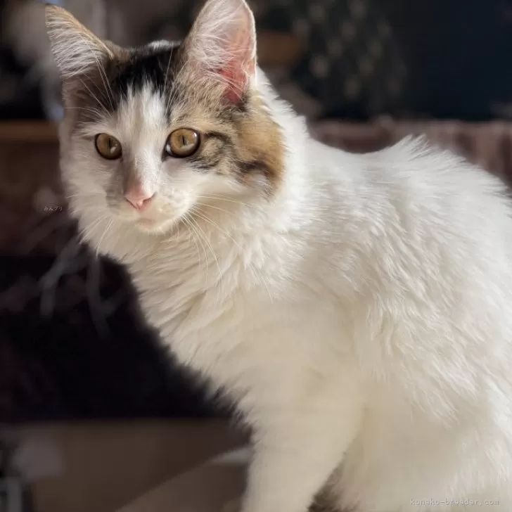 ID：2407-03278の子猫