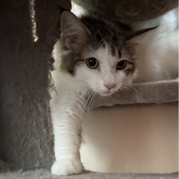 ノルウェージャンフォレストキャット【埼玉県・女の子・2025年1月22日・ブラウンタビー&ホワイト】の写真「物価高応援特別価格11月末まで🐈」