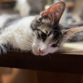 ノルウェージャンフォレストキャット