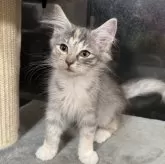 ノルウェージャンフォレストキャット