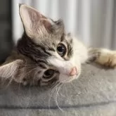 ノルウェージャンフォレストキャット