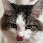 ノルウェージャンフォレストキャット