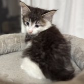 ノルウェージャンフォレストキャット
