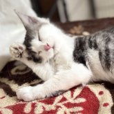 ノルウェージャンフォレストキャット