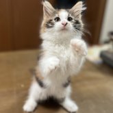 ノルウェージャンフォレストキャット