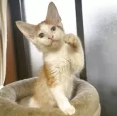 ノルウェージャンフォレストキャット