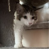 ノルウェージャンフォレストキャット