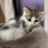ノルウェージャンフォレストキャット