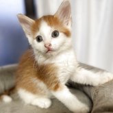 ノルウェージャンフォレストキャット