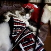 ノルウェージャンフォレストキャット