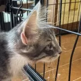 ノルウェージャンフォレストキャット