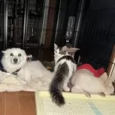 ノルウェージャンフォレストキャット【埼玉県・女の子・2025年4月26日・ブラウンタビー&ホワイト】の写真2「寒い夜はワンコとぬくぬく❤️」