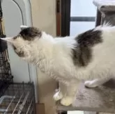 ノルウェージャンフォレストキャット【埼玉県・女の子・2025年2月6日・ブラウンタビー&ホワイト】の写真2「横からの模様です。」