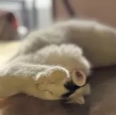 ノルウェージャンフォレストキャット【埼玉県・男の子・2025年2月6日・ブラウンタビー&ホワイトバン】の写真2「ねぇ、構ってよ〜💕」