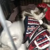 ノルウェージャンフォレストキャット【埼玉県・女の子・2025年3月1日・ブラウンタビー&ホワイト】の写真2「わんこが好きで、一緒に寝ちゃいます💕先住犬がいても安心❓」