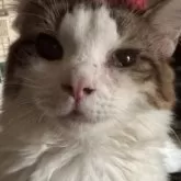 ノルウェージャンフォレストキャット【埼玉県・女の子・2025年3月1日・ブラウンタビー&ホワイト】の写真3「左目の目頭に出ているのが瞬膜です。」