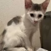 ノルウェージャンフォレストキャット【埼玉県・女の子・2025年5月19日・ダイリュートキャリコ】の写真4「スレンダー美にゃんです。」