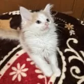 ノルウェージャンフォレストキャット【埼玉県・男の子・2024年10月29日・クリームタビー&ホワイト】の写真6「あどけなく、可愛らしいです！」