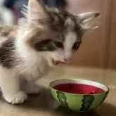 ノルウェージャンフォレストキャット【埼玉県・女の子・2025年10月6日・キャリコ】の写真7「いっぱい食べたにゃ〜」