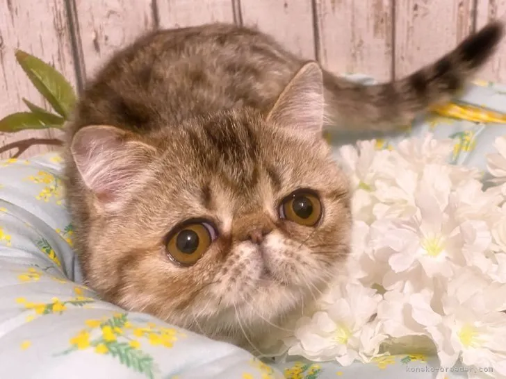 N.T 様のお迎えした子猫