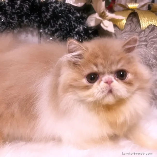 ID:2111-02290の子猫