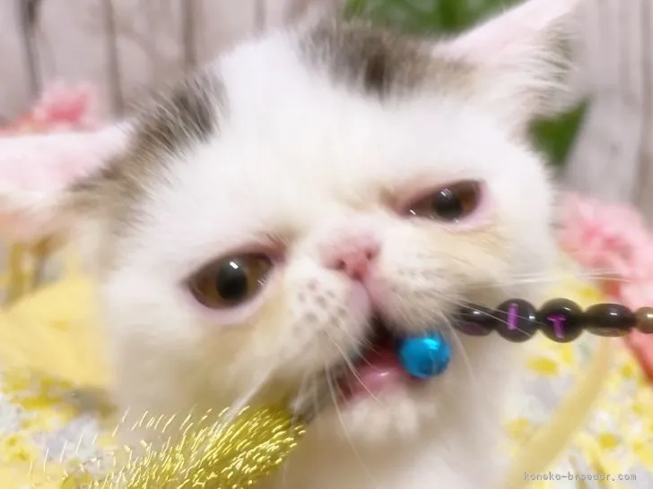 ID:2104-01346の子猫