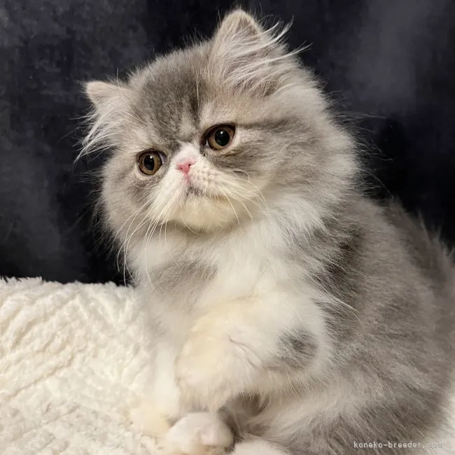 ID:2211-02526の子猫