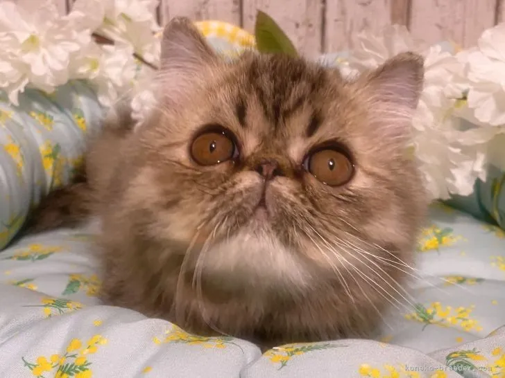 ID:2103-01490の子猫