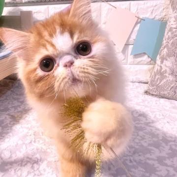 エキゾチックロングヘア【埼玉県・男の子・2022年3月16日・レッド&ホワイト】の写真「人も猫も大好きな子です♪」