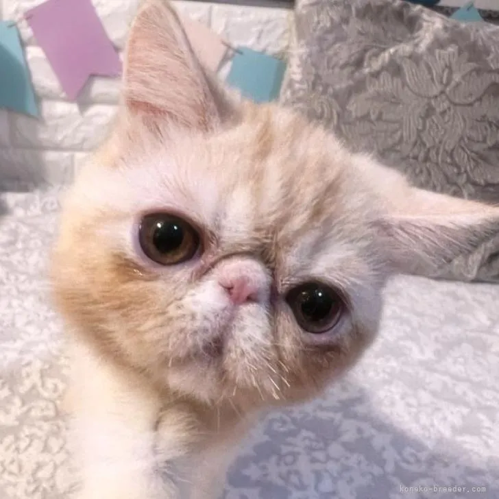 ID：2206-01491の子猫