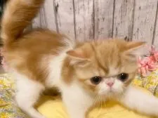 エキゾチックショートヘア【埼玉県・男の子・2021年1月16日・レッドタビー&ホワイト】の写真5