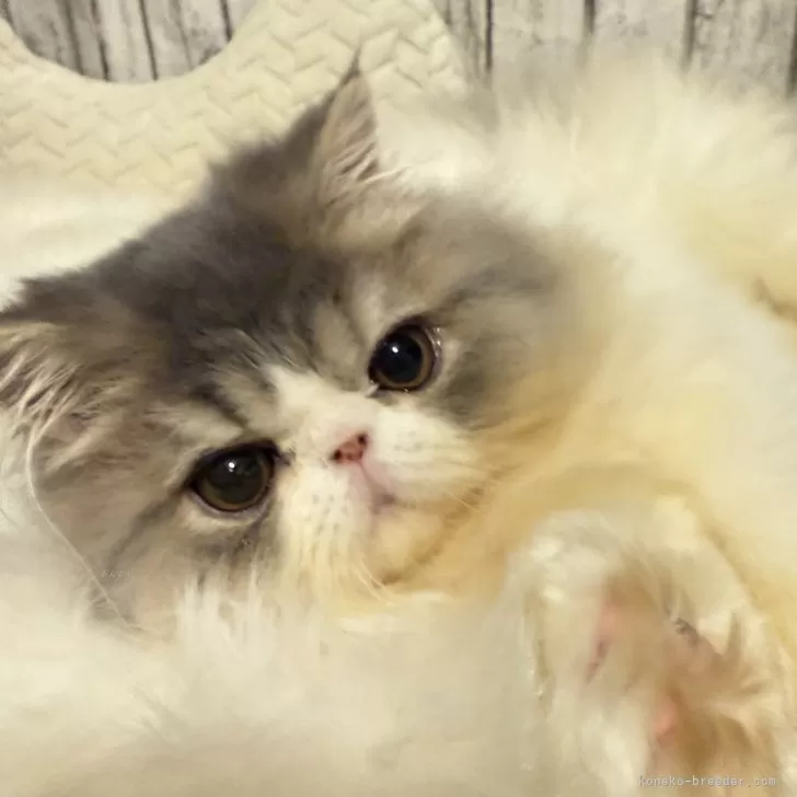 ID:2501-01651の子猫