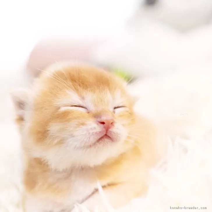 ID：2407-02662の子猫