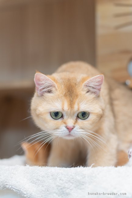 お母さん | びわちゃん | ブリティッシュショートヘア | 村澤海彦