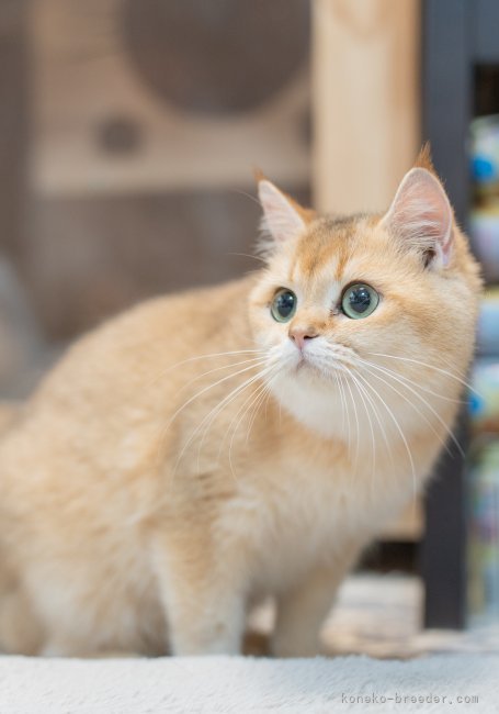 お母さん | びわちゃん | ブリティッシュショートヘア | 村澤海彦