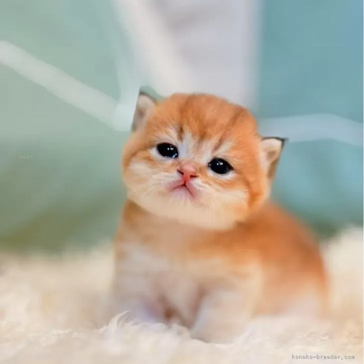 ID:2503-01864の子猫