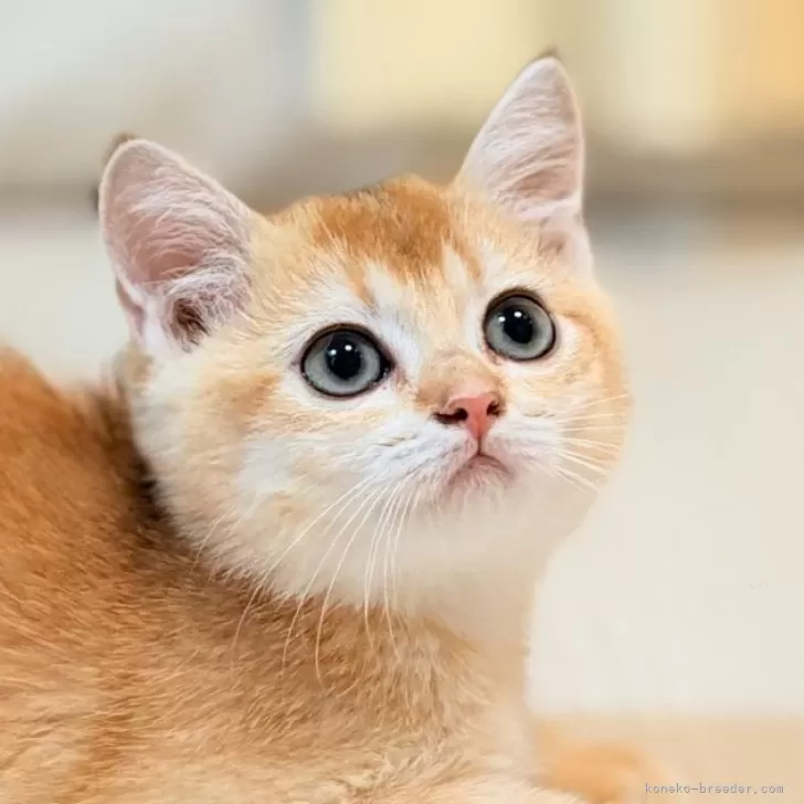 ID：2601-01899の子猫