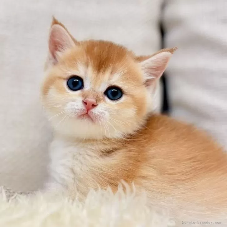 ブリティッシュショートヘア【東京都・女の子・2025年11月10日・ゴールデンシェル】の写真1