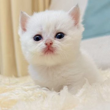 ブリティッシュショートヘア【東京都・男の子・2025年9月18日・ブルーゴールデンポイント（シルクタイプ）】の写真「超希少💎サファイアの瞳💎」