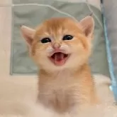 ブリティッシュショートヘア