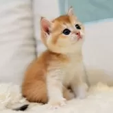 ブリティッシュショートヘア