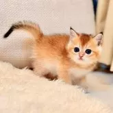 ブリティッシュショートヘア