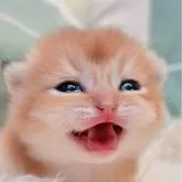 ブリティッシュショートヘア
