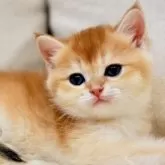 ブリティッシュショートヘア【東京都・女の子・2025年11月10日・ゴールデンシェル】の写真3