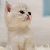 ブリティッシュショートヘア【東京都・女の子・2025年9月18日・ブルーゴールデンシェル】の写真4