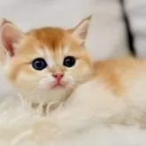 ブリティッシュショートヘア【東京都・女の子・2025年11月10日・ゴールデンシェル】の写真4