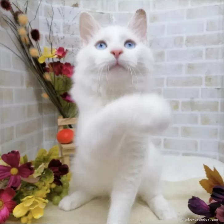 ID:2406-02645の子猫