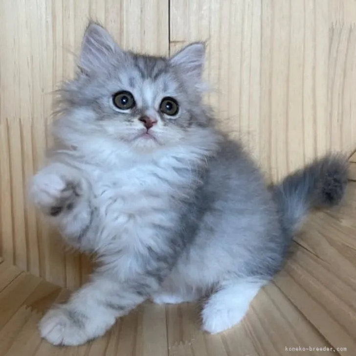ID：2305-02061の子猫