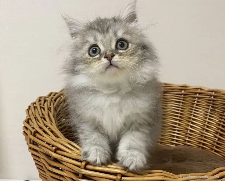ID：2111-01446の子猫