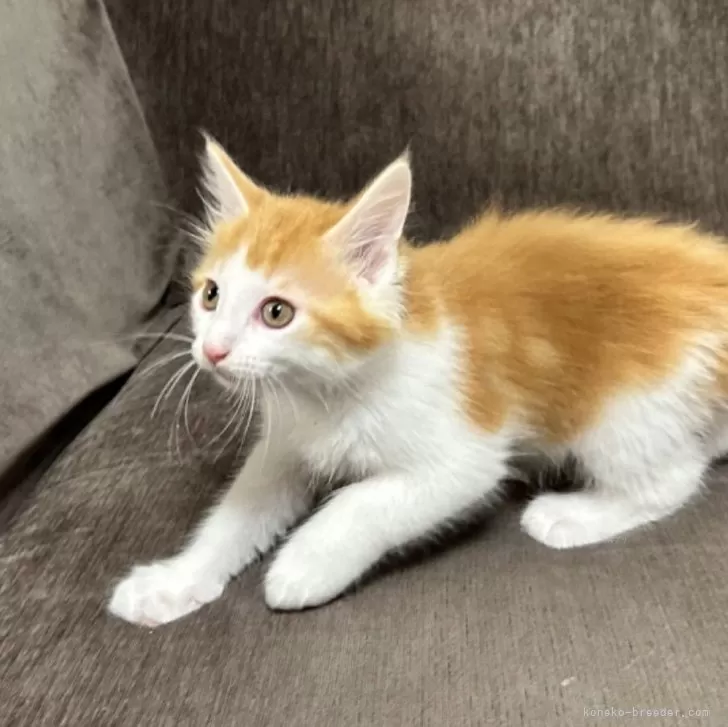 ID:2407-00235の子猫